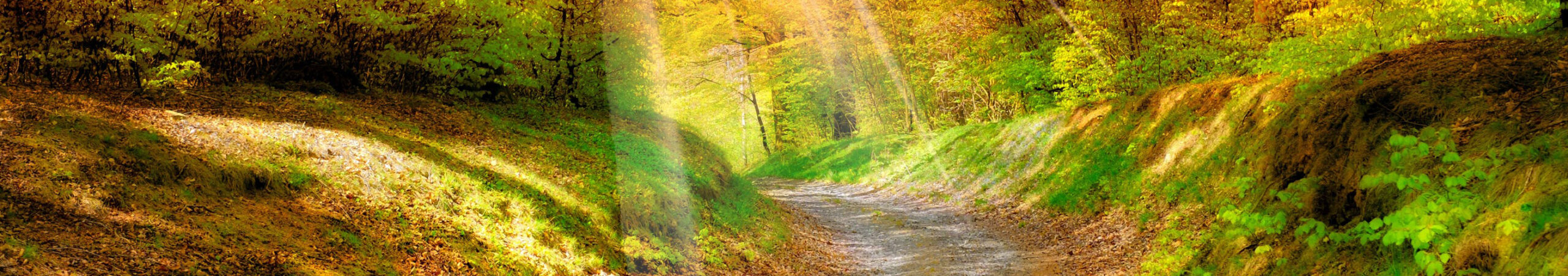 Sunlit autumn forest path with golden leaves